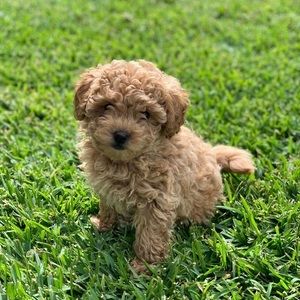 Meet your Posher, Kristie